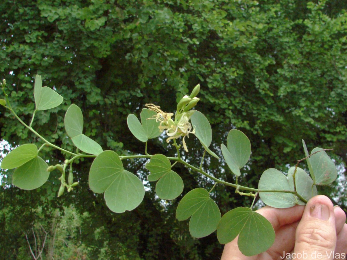 Bauhinia racemosa Lam.